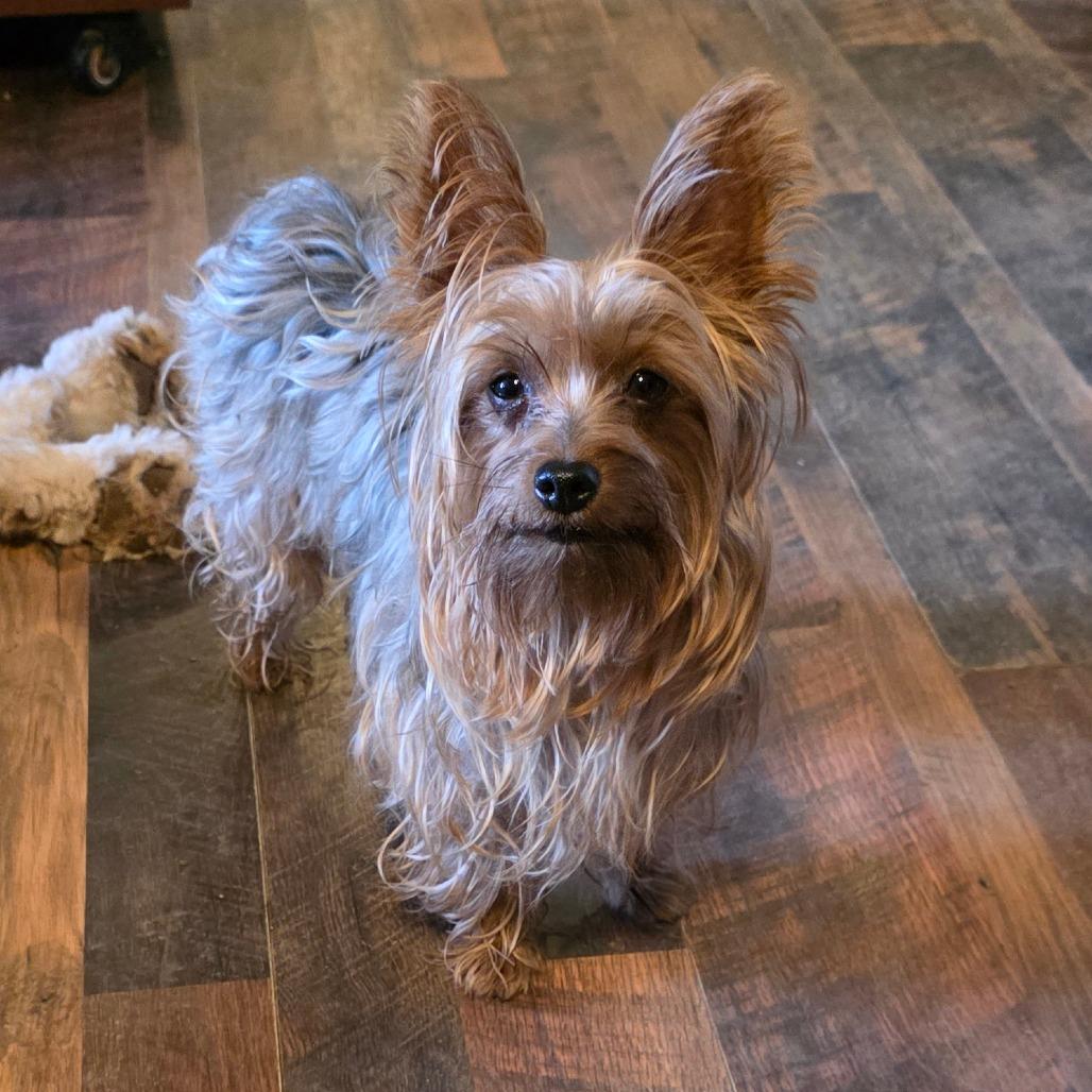 Enlarge Ruby Red, a Adoptable Yorkshire Terrier in Goltry, OK image 3/4