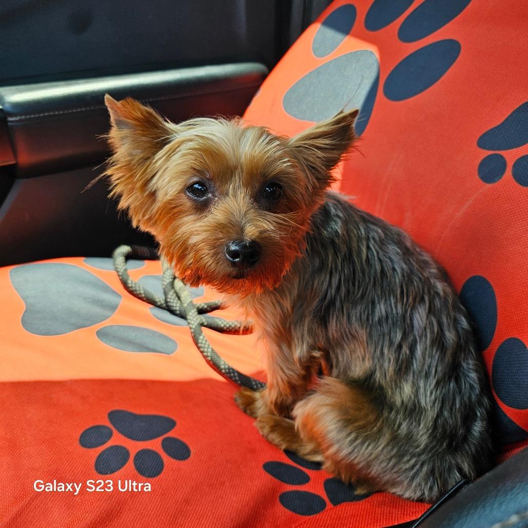 Enlarge Ruby Red, a Adoptable Yorkshire Terrier in Goltry, OK image 4/4