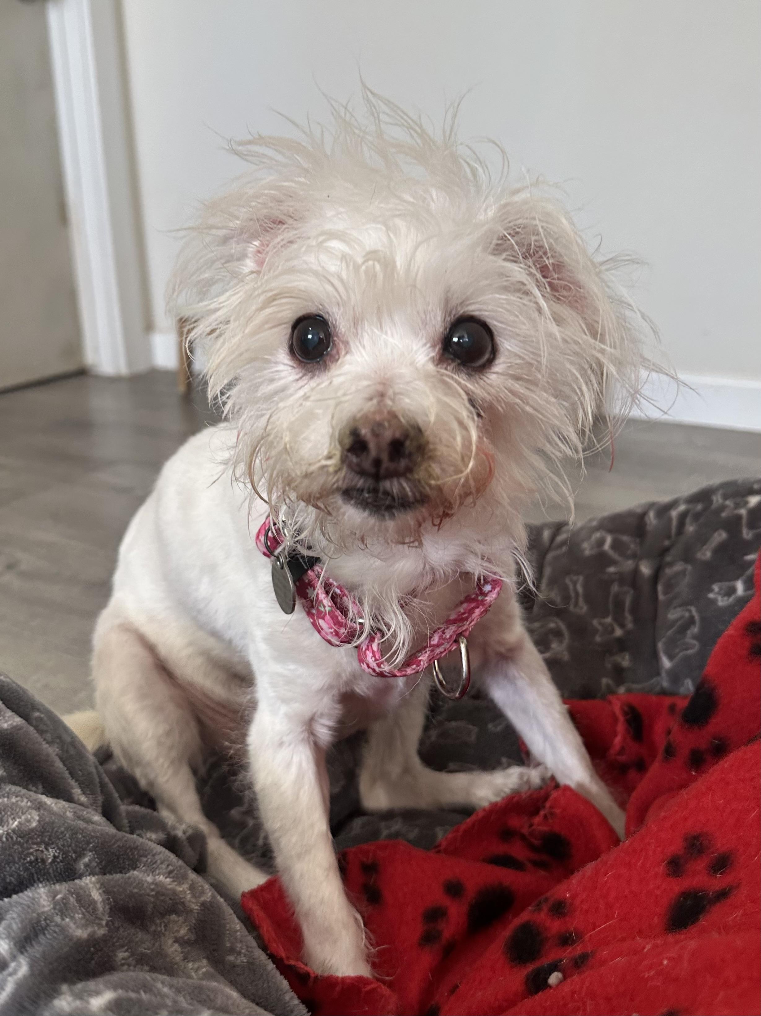 Enlarge Nina, a Adoptable mixed breed in Camarillo, CA image 1/4