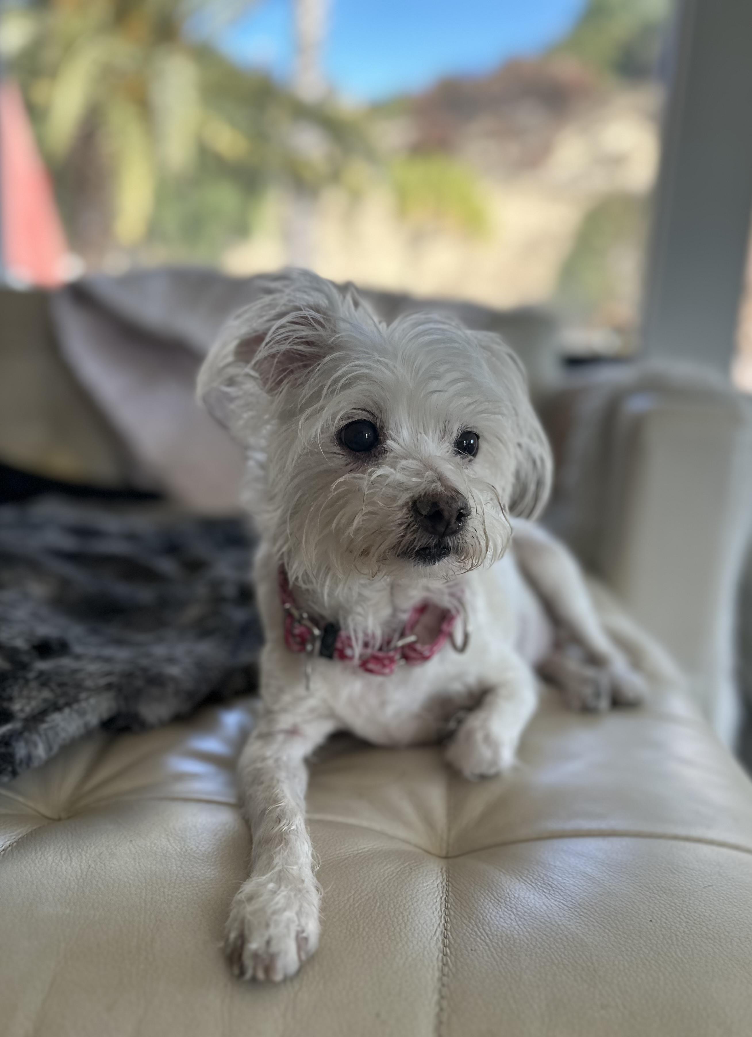 Enlarge Nina, a Adoptable mixed breed in Camarillo, CA image 2/4