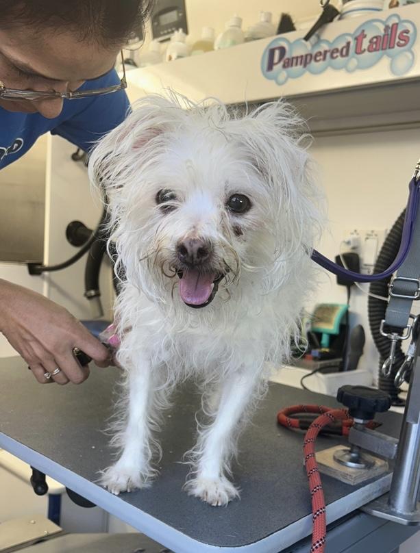 Enlarge Nina, a Adoptable mixed breed in Camarillo, CA image 3/4