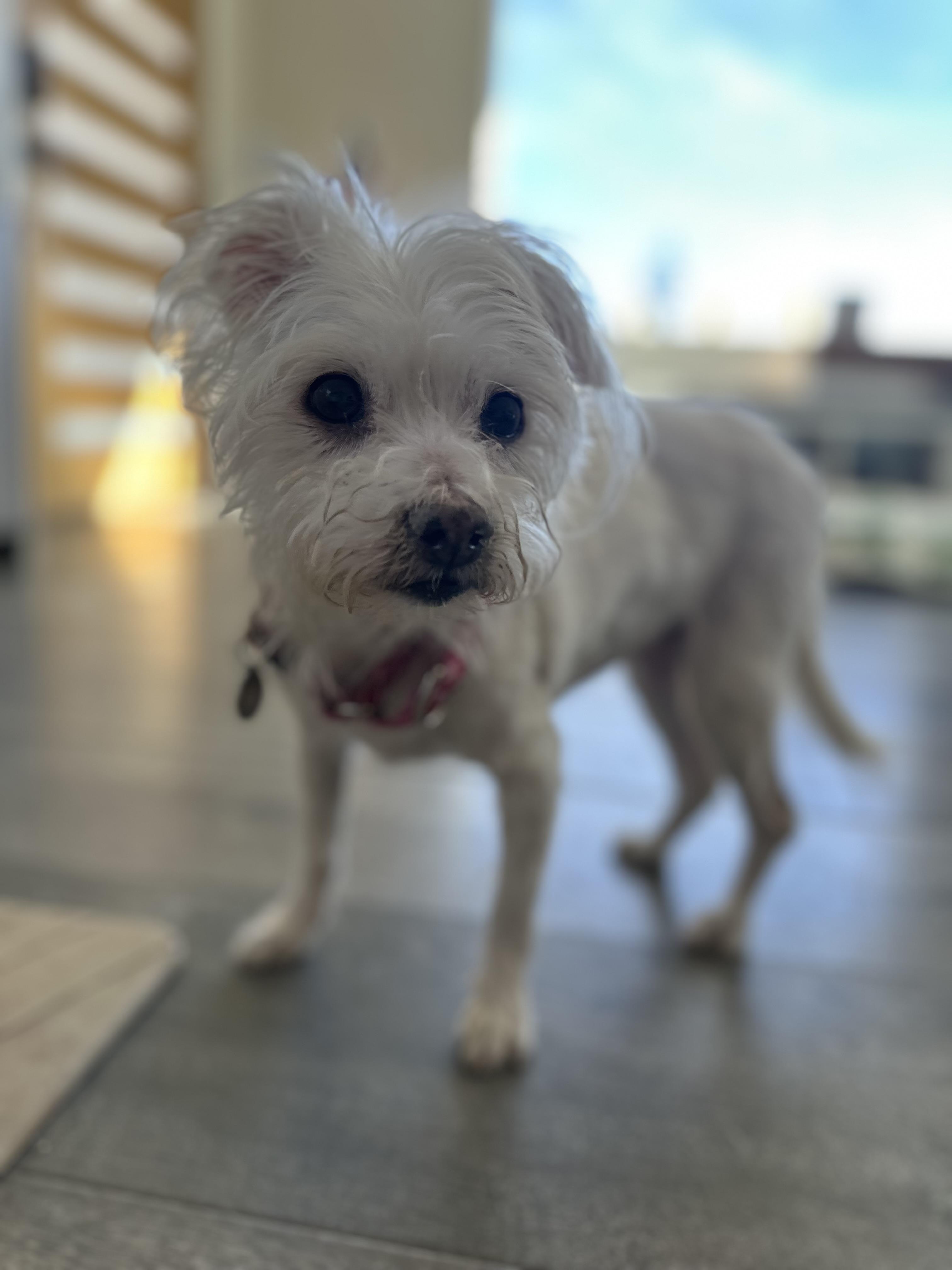 Enlarge Nina, a Adoptable mixed breed in Camarillo, CA image 4/4