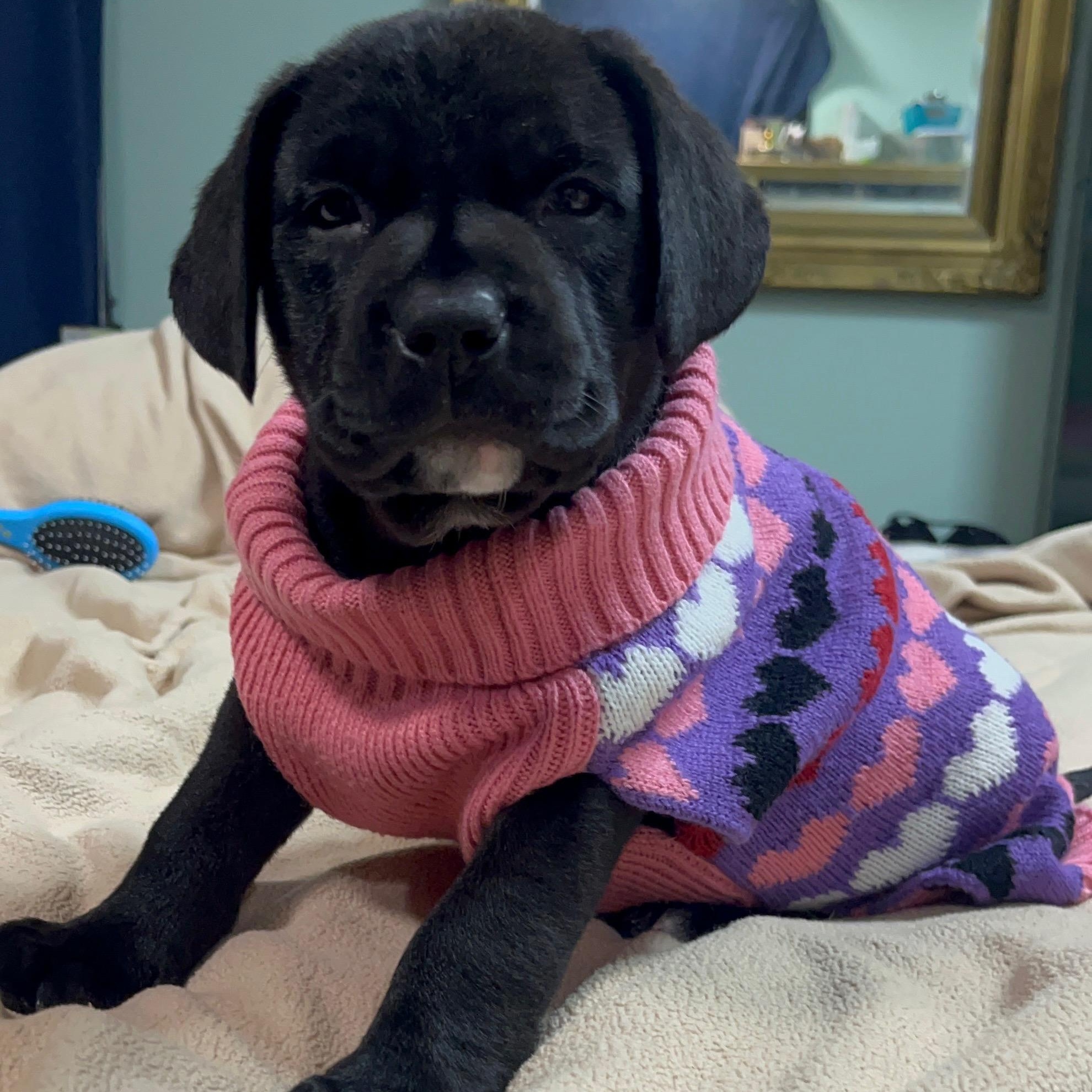 Enlarge Tulip, an adopted Black Labrador Retriever in Murrieta, CA image 1/3