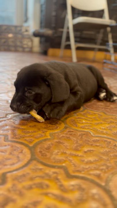 Enlarge Tulip, an adopted Black Labrador Retriever in Murrieta, CA video 2/3