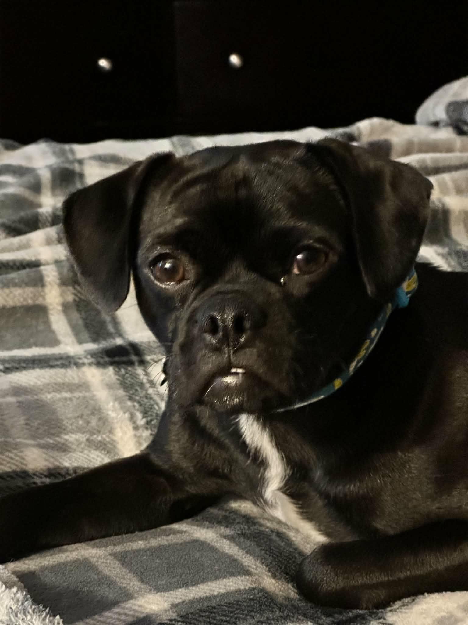 Enlarge Logan, a Adoptable Pug in Littleton, CO image 1/3