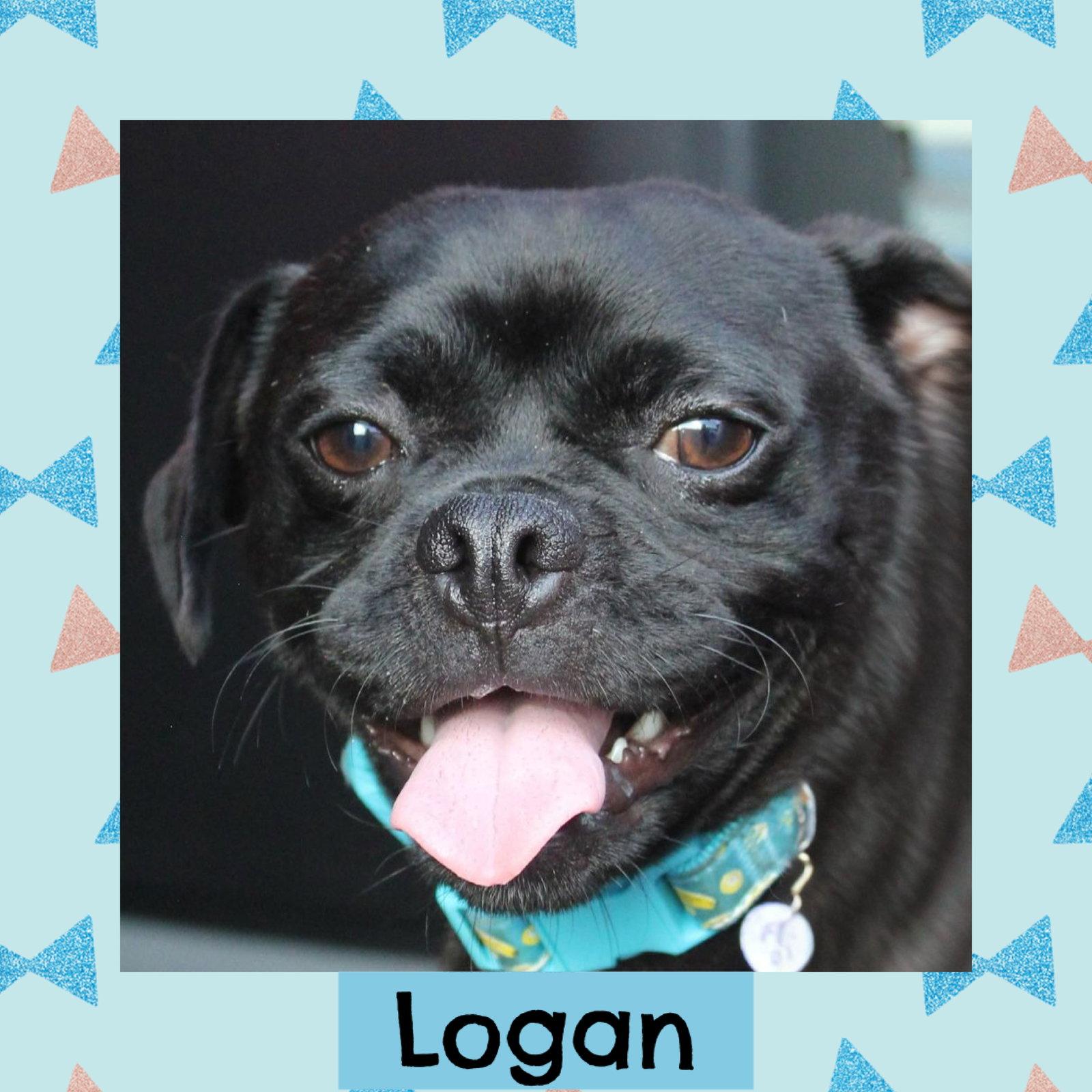 Enlarge Logan, a Adoptable Pug in Littleton, CO image 3/3