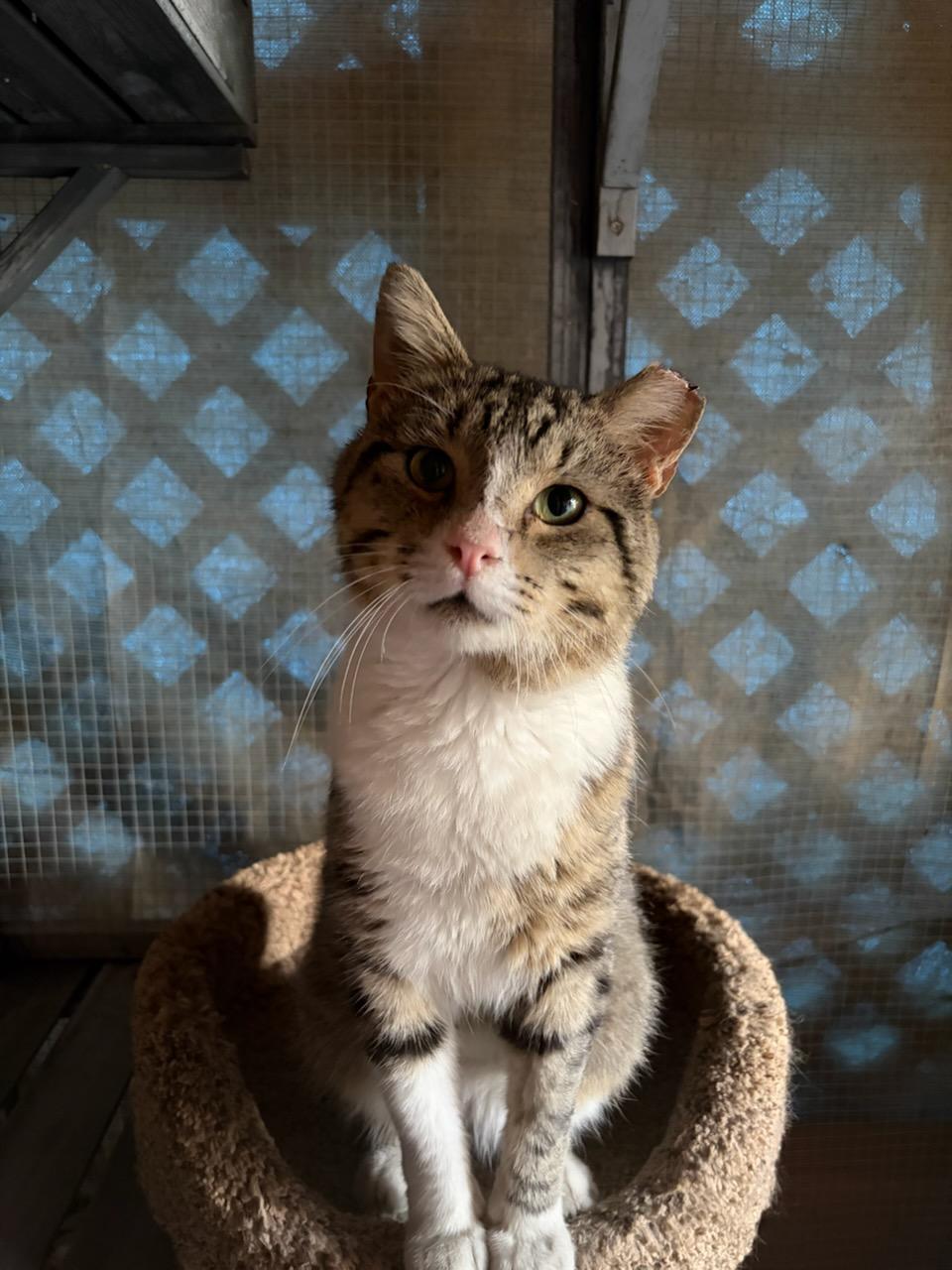 Baloo, ADOPTABLE, Adult Male American Shorthair.
