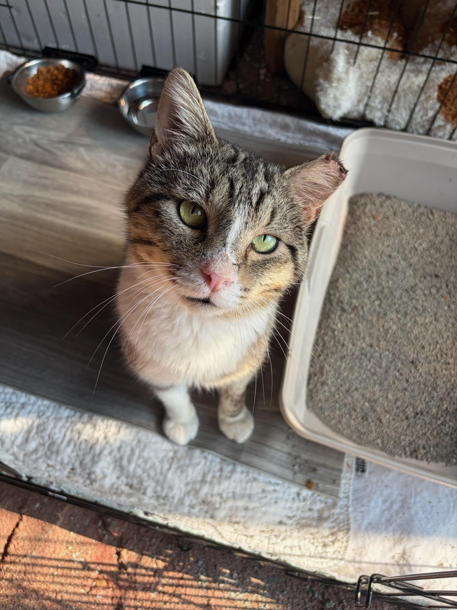 Enlarge Baloo, a ADOPTABLE American Shorthair in Erwin, TN image 2/4