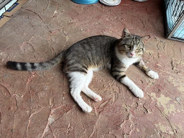 Enlarge Baloo, a ADOPTABLE American Shorthair in Erwin, TN image 3/4