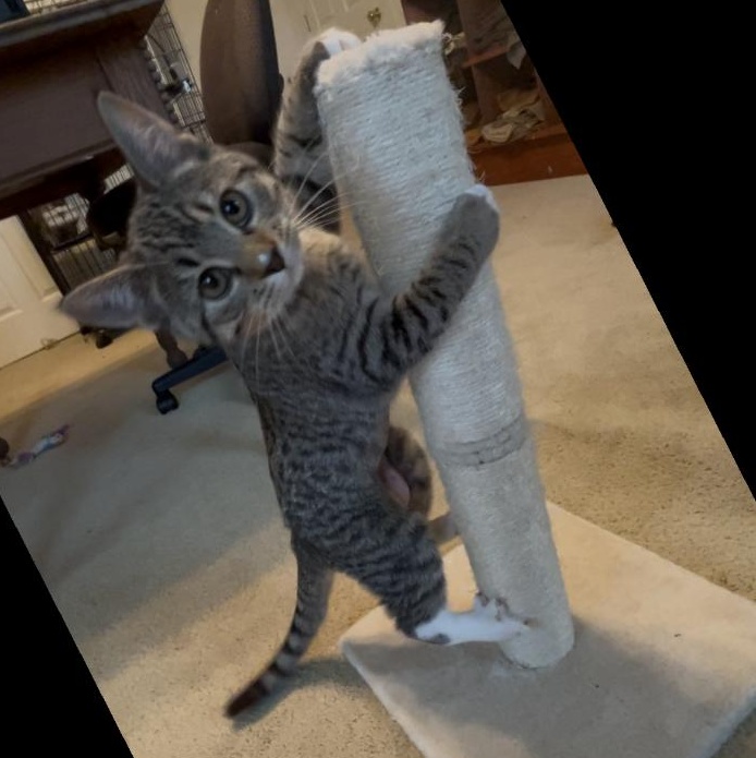 Crumble, an adopted Domestic Short Hair in Springdale, AR image 1/2