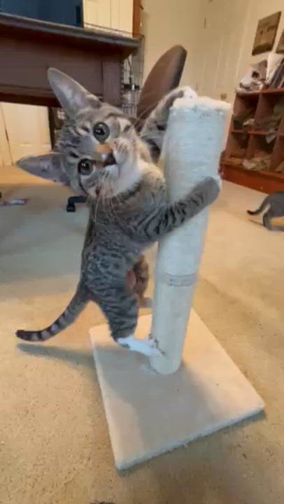 Enlarge Crumble, an adopted Domestic Short Hair in Springdale, AR video 2/2