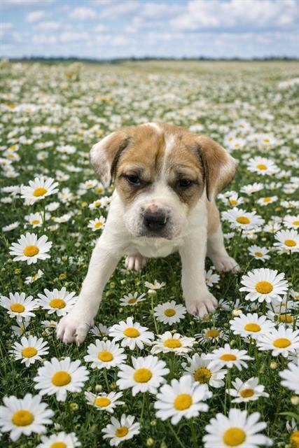 Enlarge LOO, a Adoptable mixed breed in Globe, AZ image 1/1
