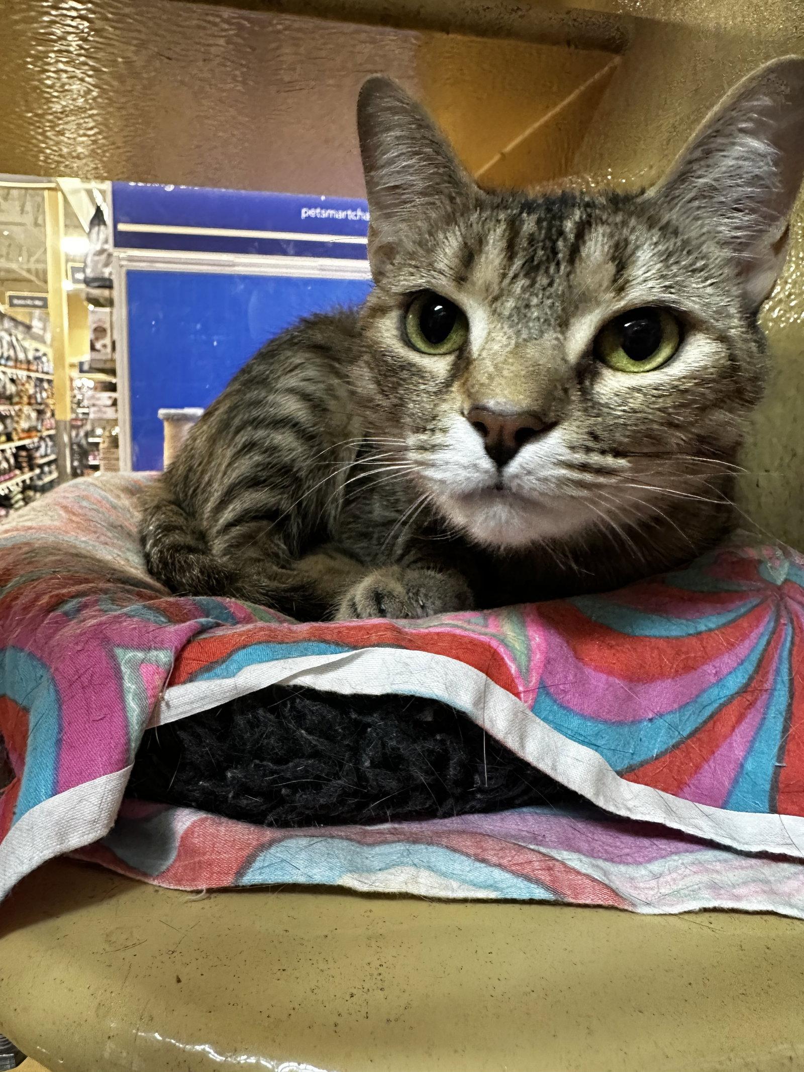 Enlarge Violet, a Adoptable Domestic Short Hair in Social Circle, GA image 2/3