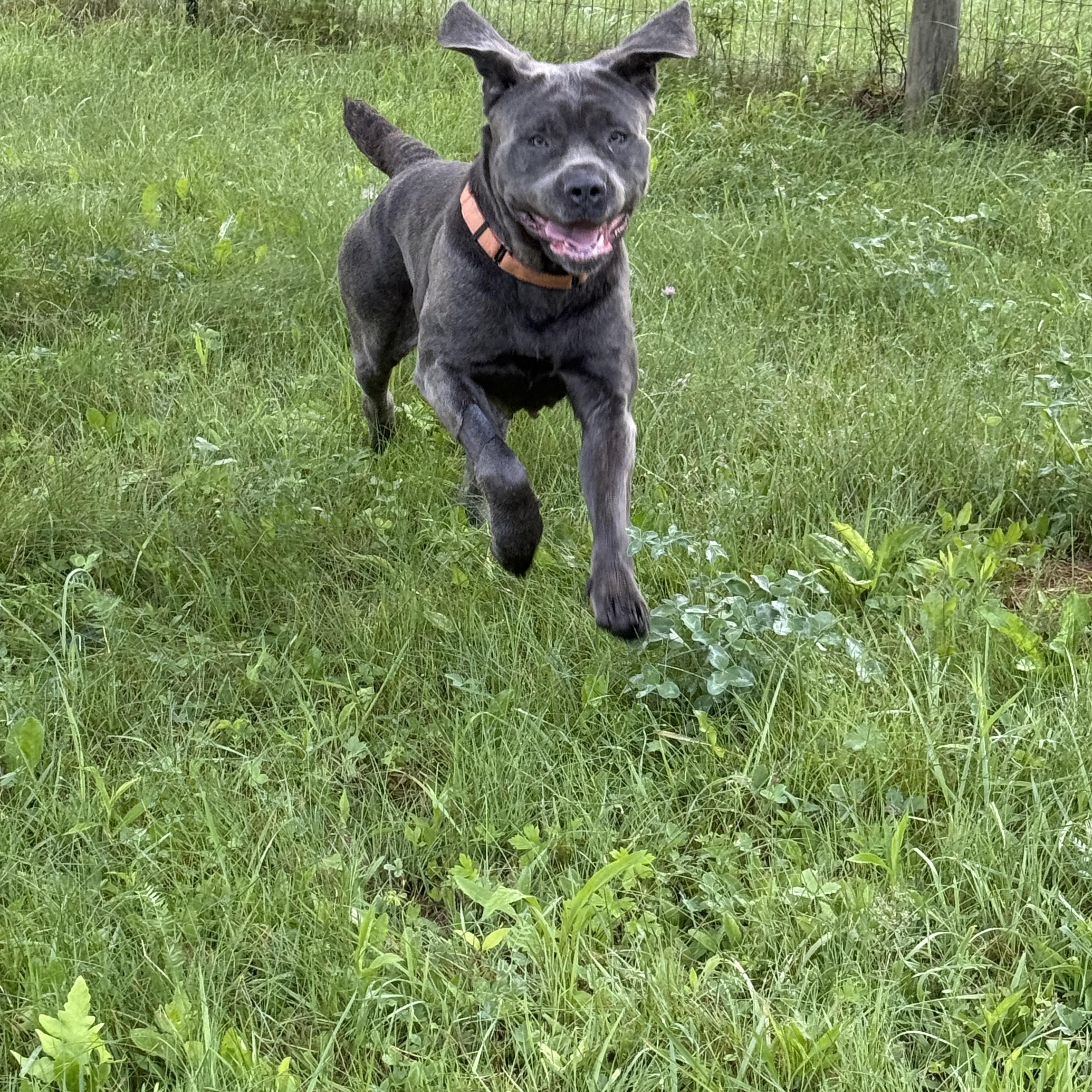 TINY, a Adopted mixed breed in Morris, NY image 4/5