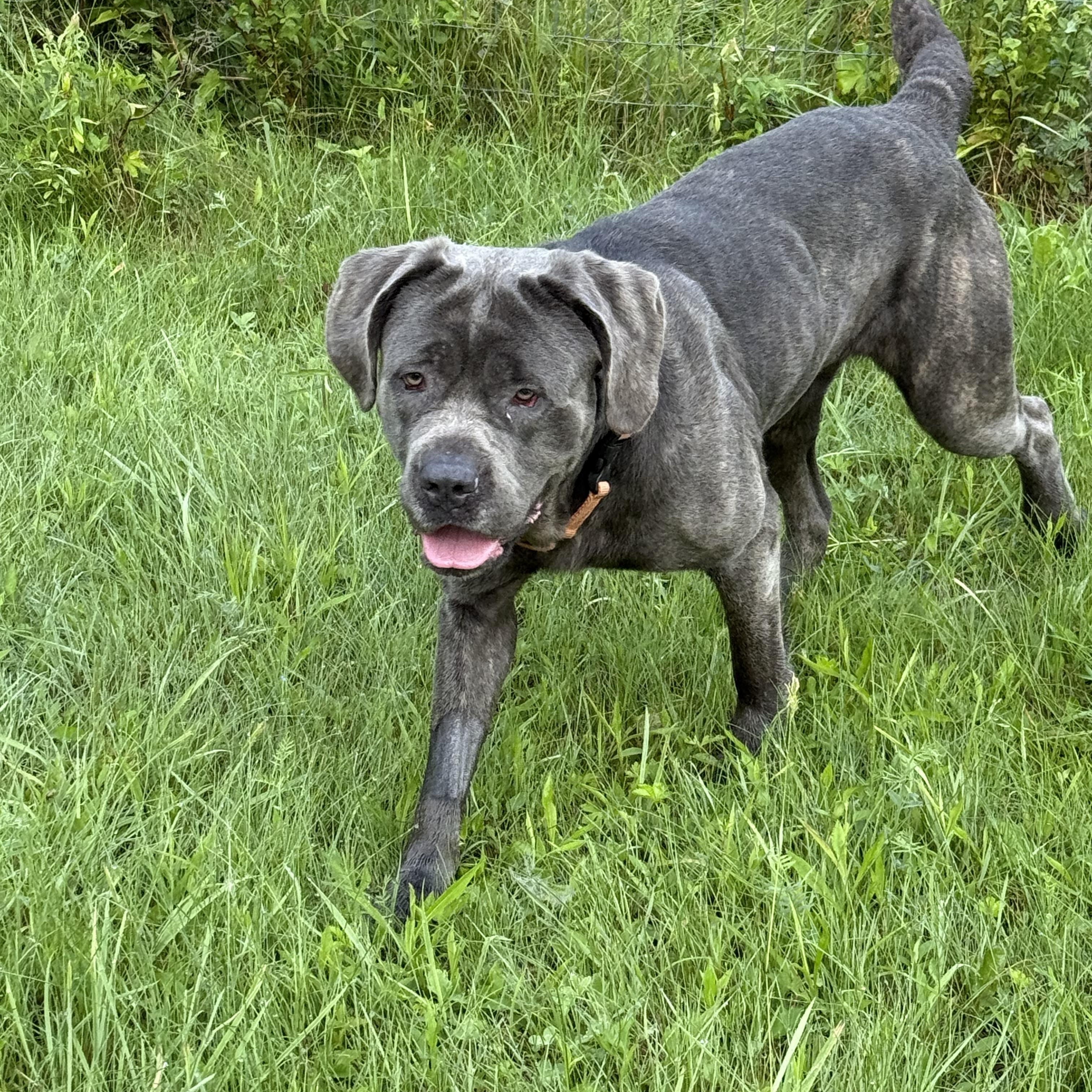 TINY, a Adopted mixed breed in Morris, NY image 5/5