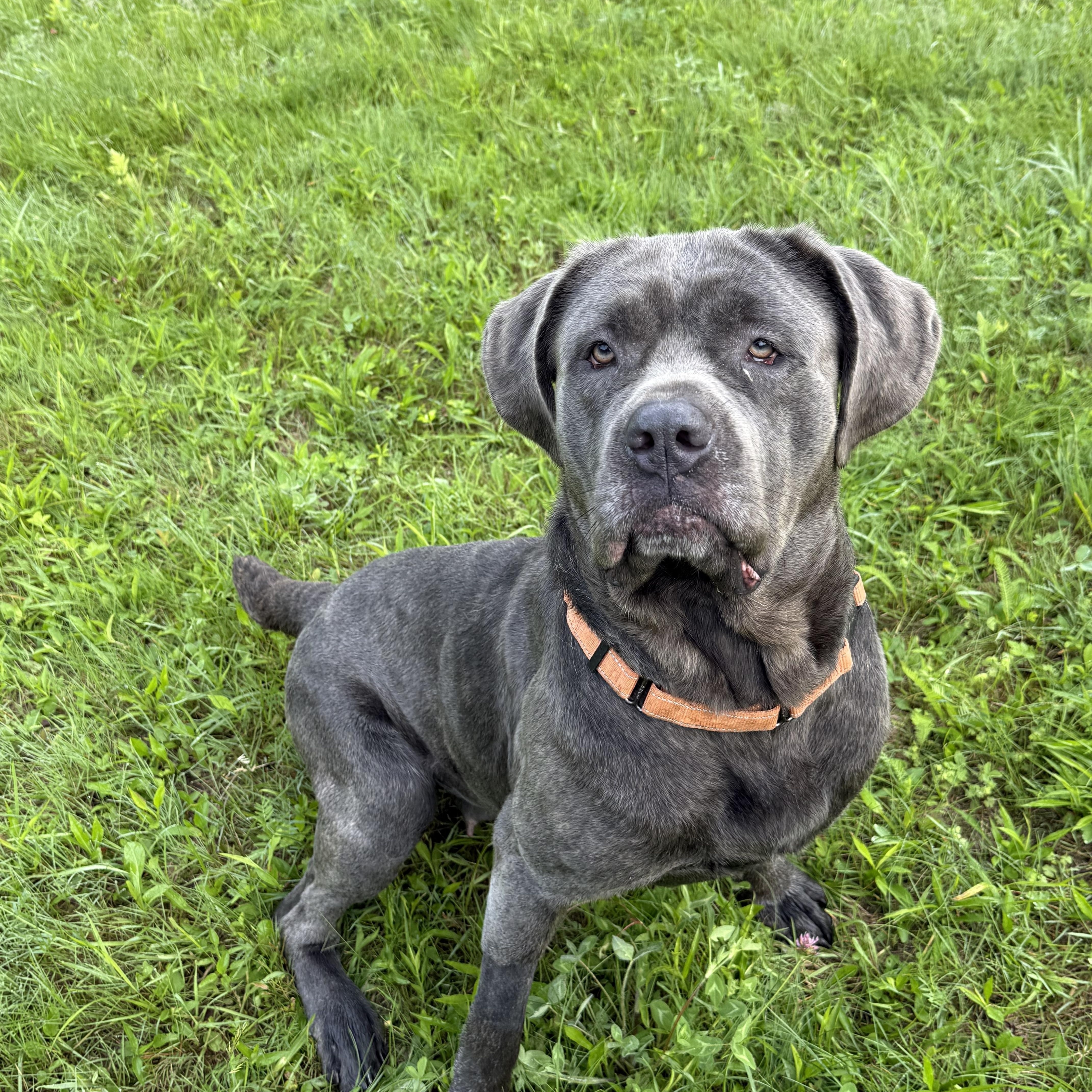 TINY, a Adopted mixed breed in Morris, NY image 1/5