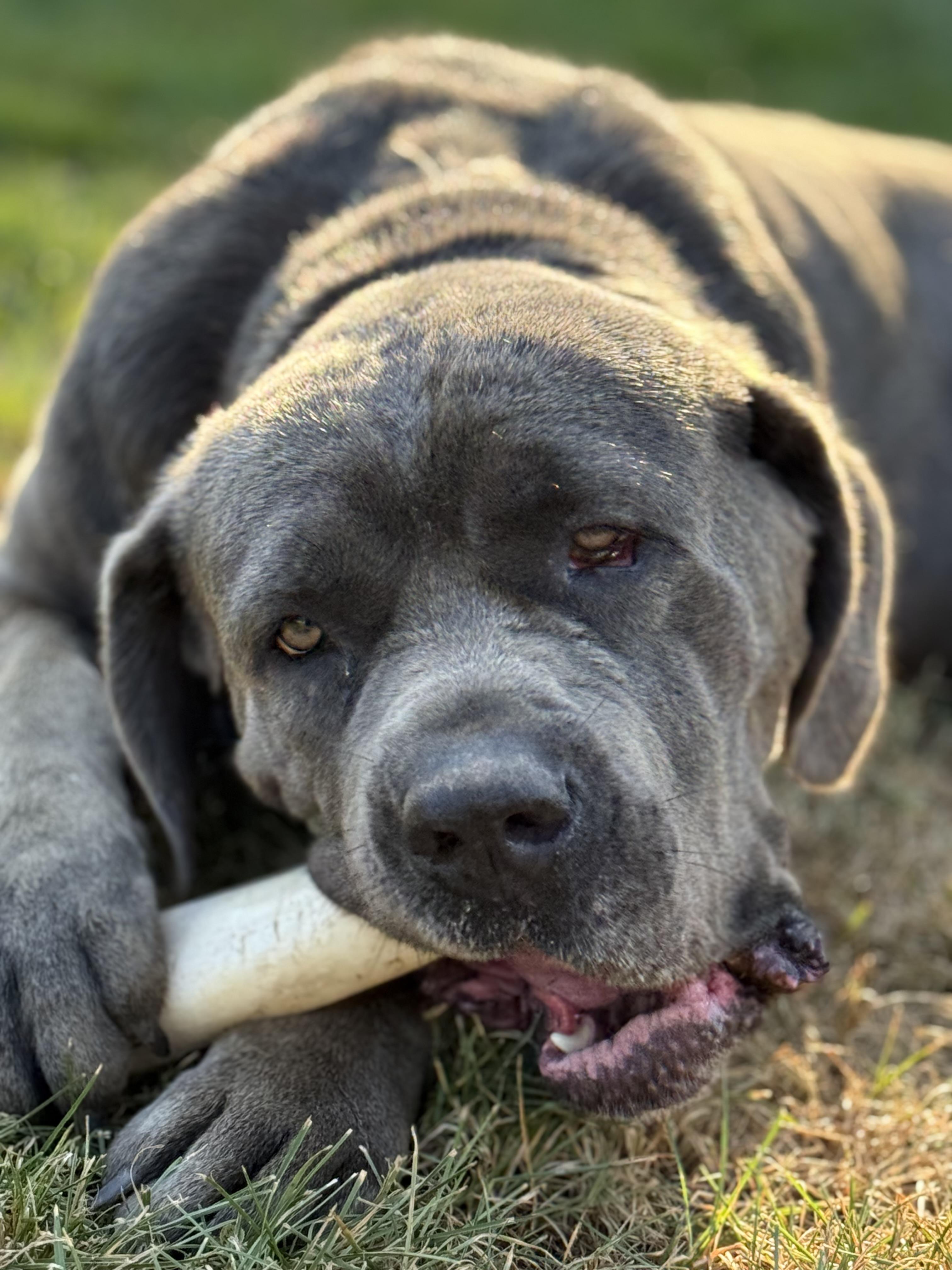 TINY, a Adopted mixed breed in Morris, NY image 2/5