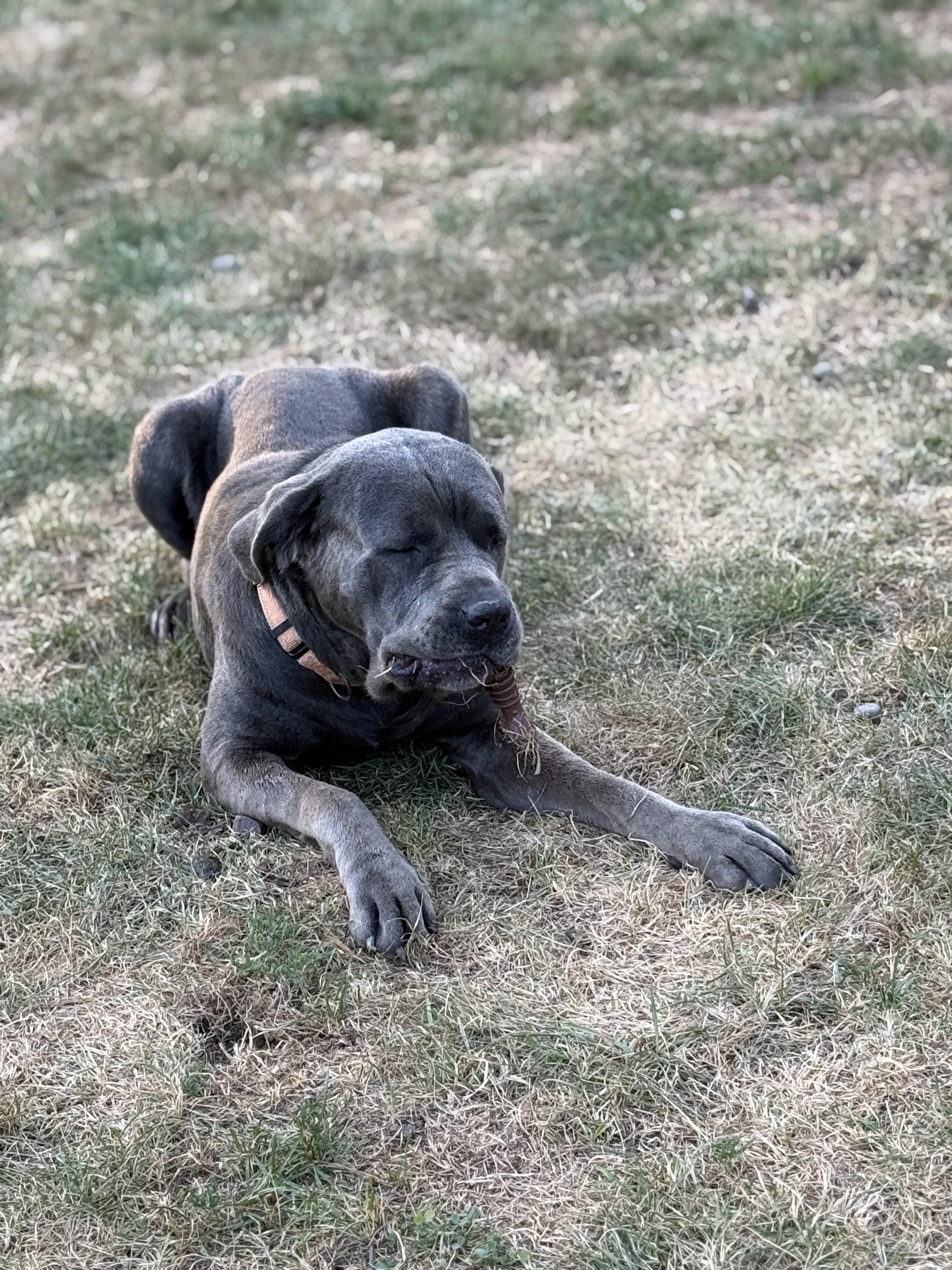 TINY, a Adopted mixed breed in Morris, NY image 3/5