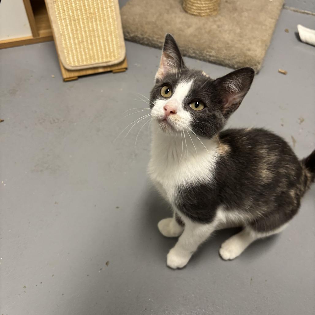 Enlarge Endive, a Adoptable Domestic Short Hair in Enterprise, AL image 1/2