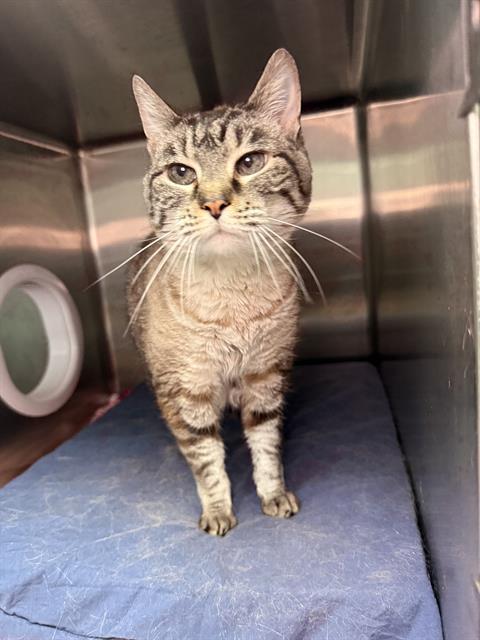 VERONA, Adoptable, Adult Female Domestic Short Hair.