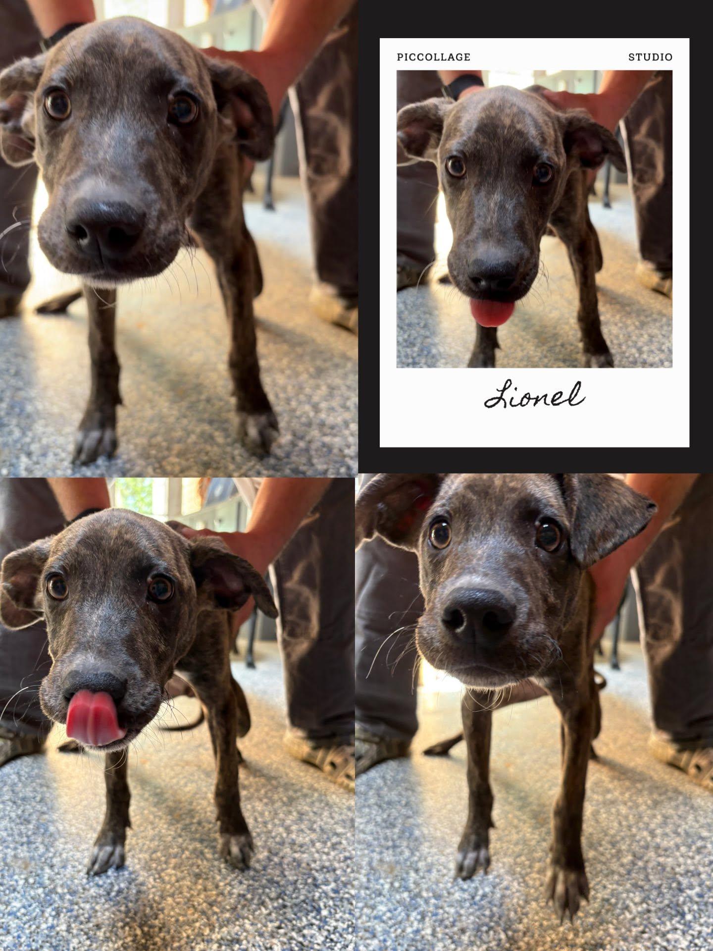 Lionel, ADOPTABLE, Young Male Catahoula Leopard Dog & Mountain Cur.