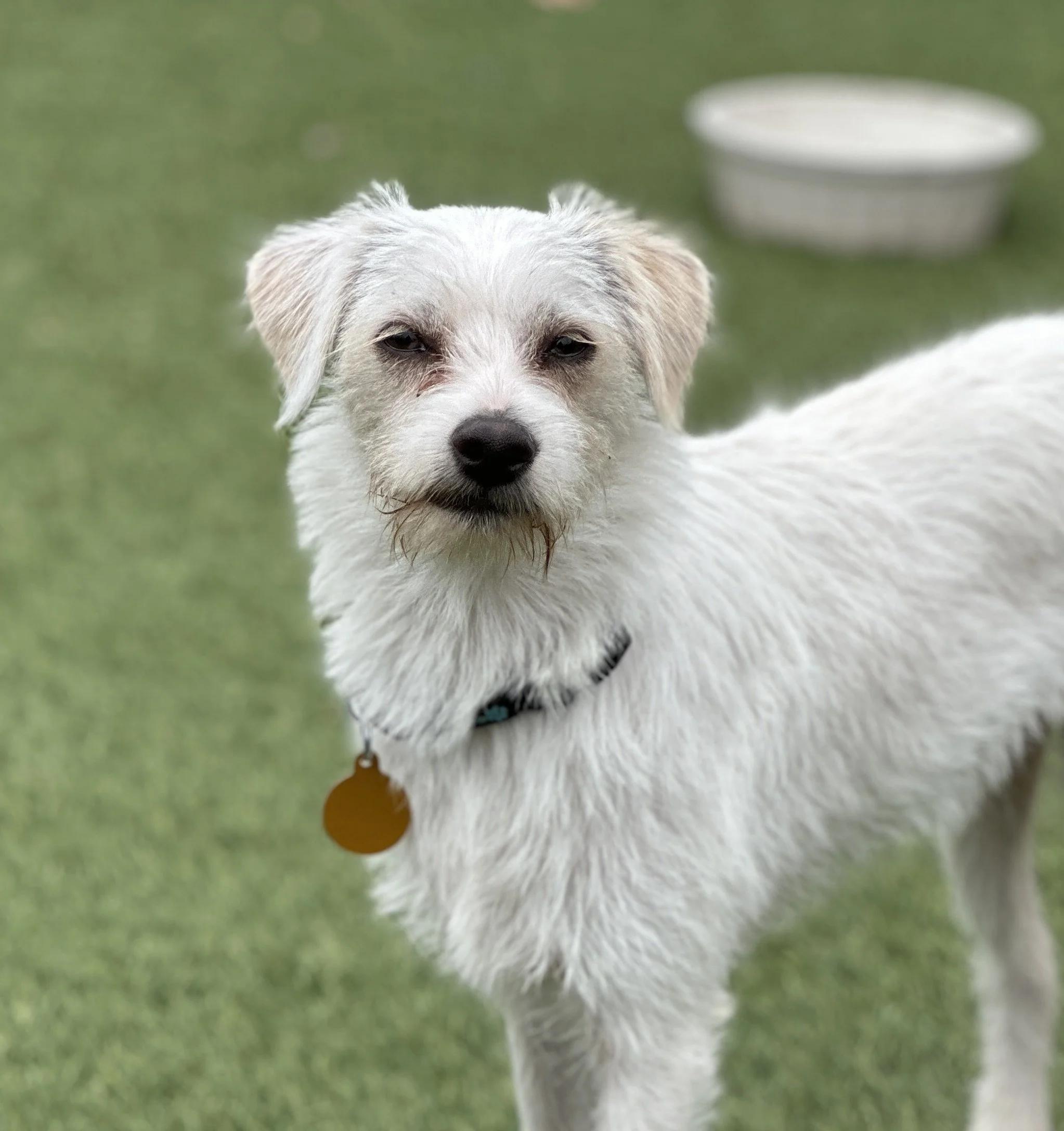 SOSUKE, ADOPTABLE, Young Male Terrier.