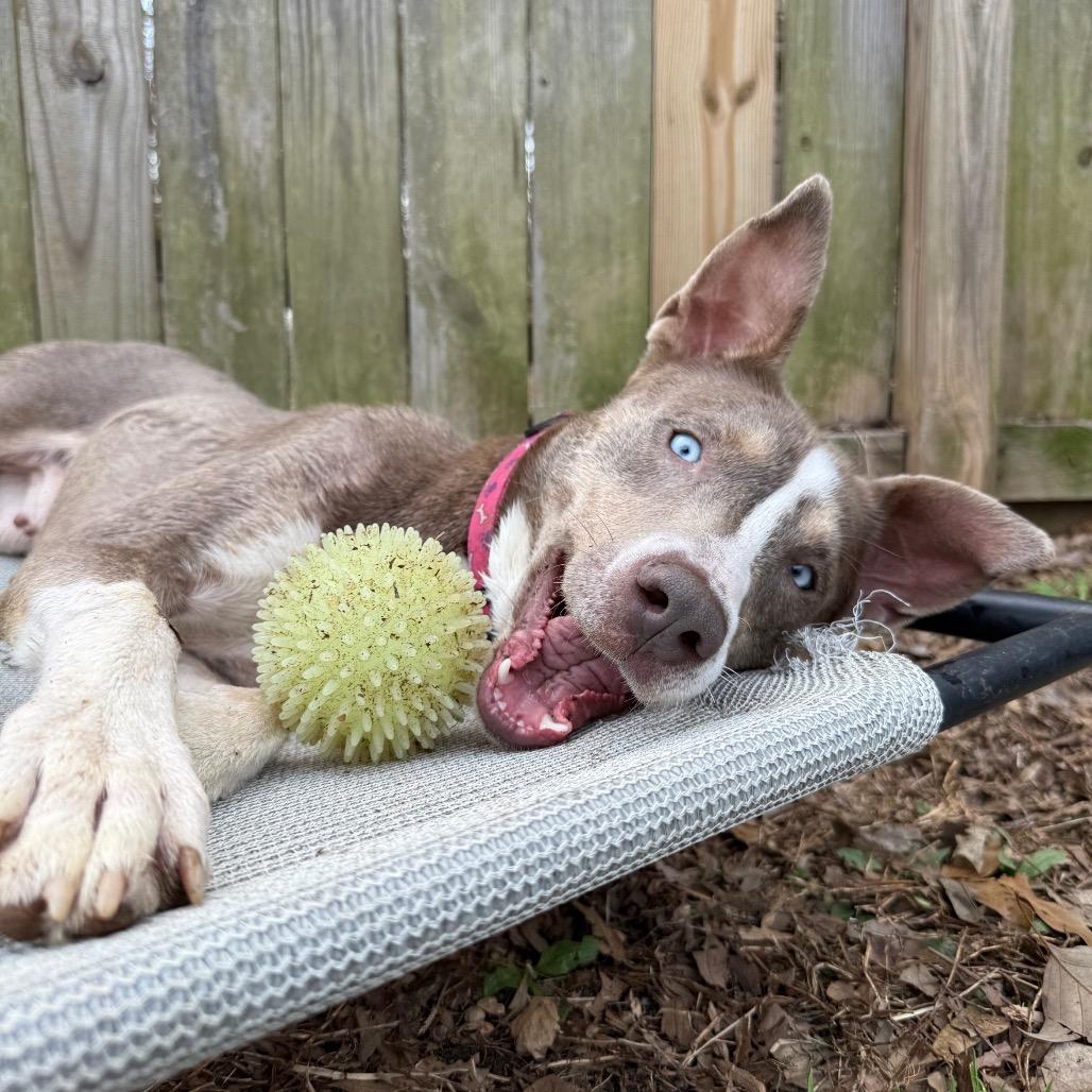 Betty Davis, Adoptable, Adult Female Husky & Shepherd.