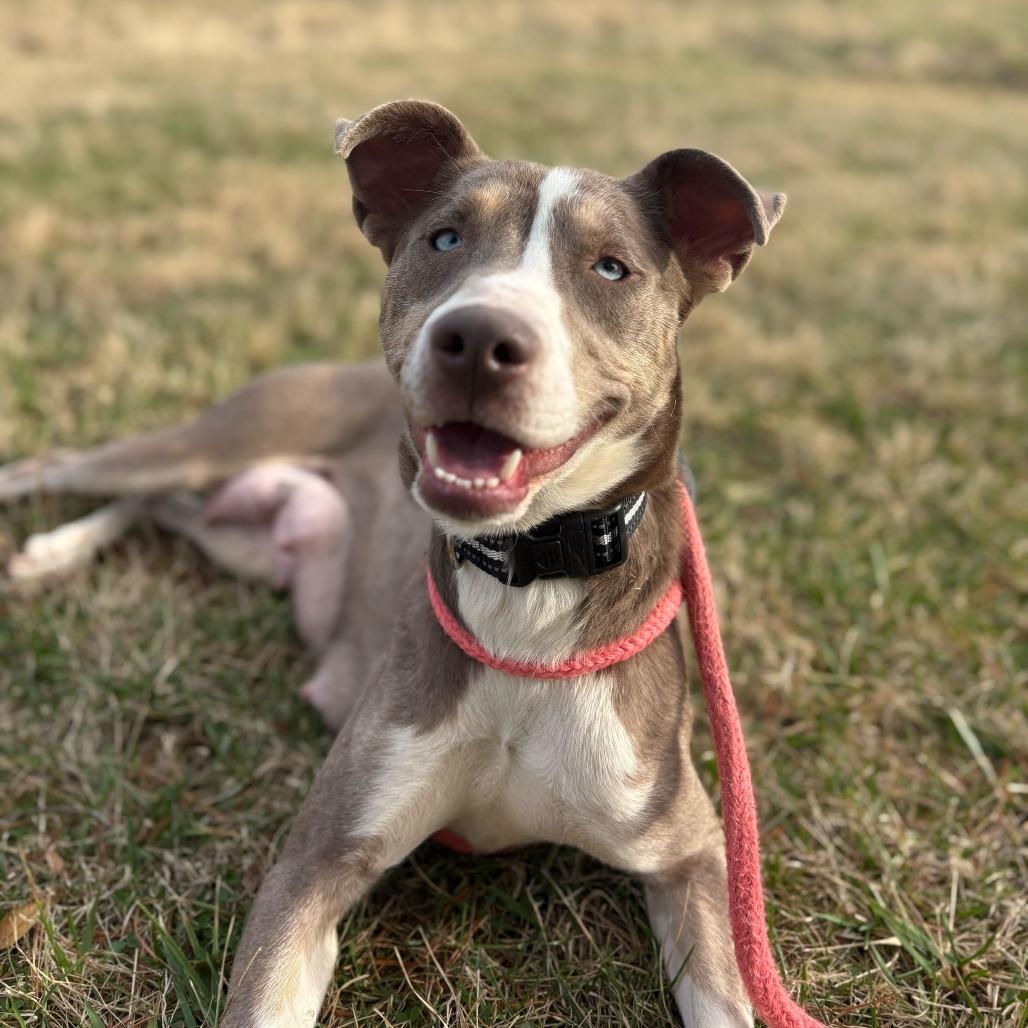 Enlarge Betty Davis, a Adoptable mixed breed in Fairfax, VA image 2/6