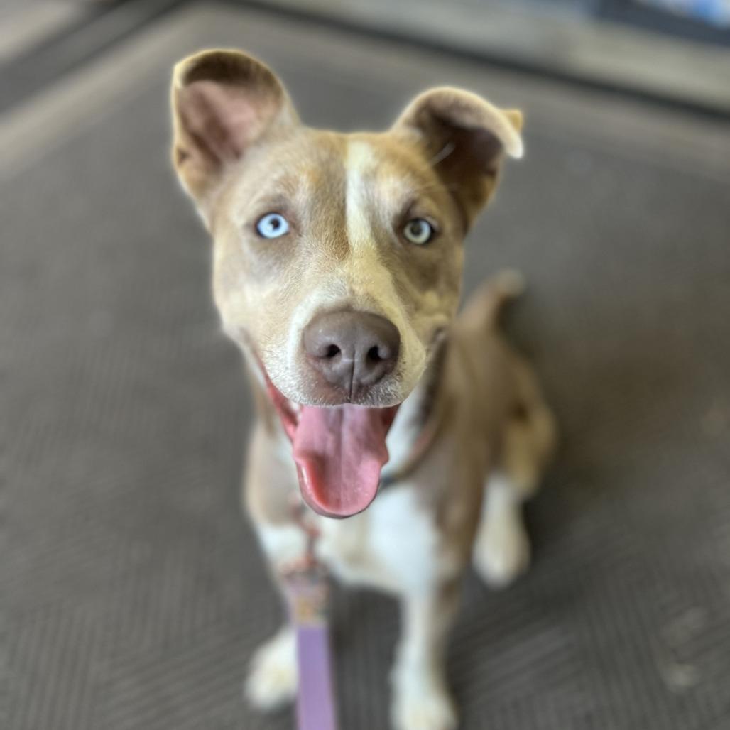 Enlarge Betty Davis, a Adoptable mixed breed in Fairfax, VA image 4/6
