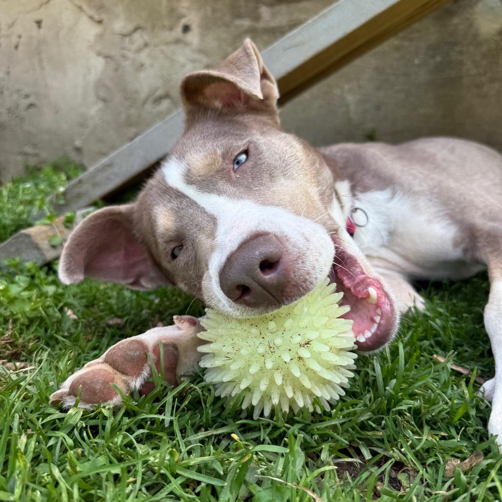 Enlarge Betty Davis, a Adoptable mixed breed in Fairfax, VA image 5/6