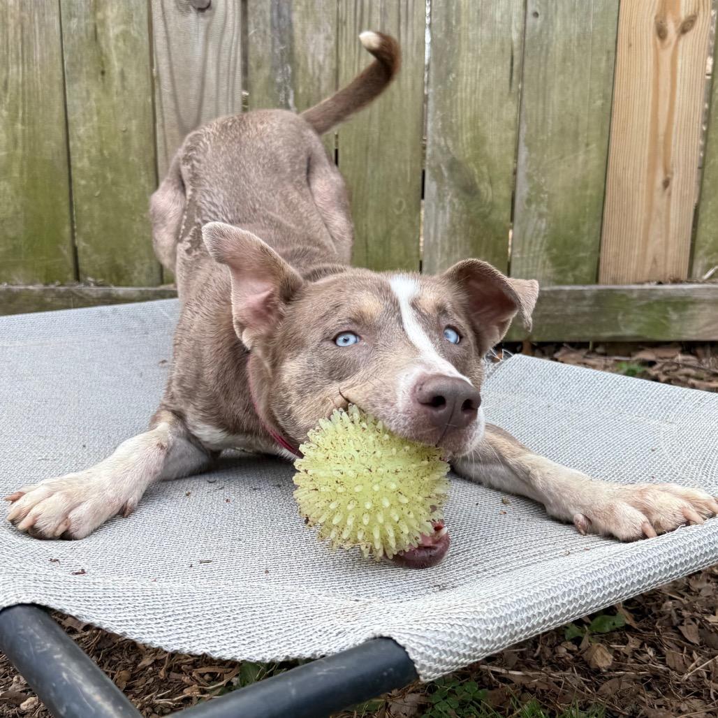 Enlarge Betty Davis, a Adoptable mixed breed in Fairfax, VA image 6/6