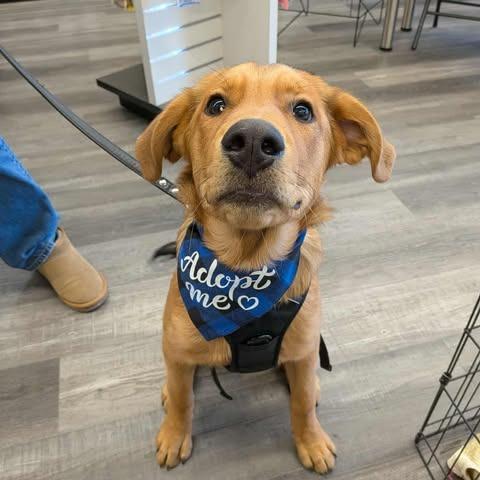 Enlarge Topaz, a Adoptable mixed breed in Calgary, AB image 1/6