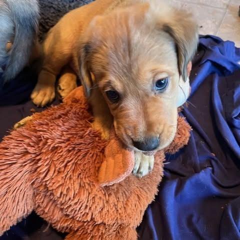 Enlarge Topaz, a Adoptable mixed breed in Calgary, AB image 2/6