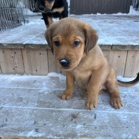 Enlarge Topaz, a Adoptable mixed breed in Calgary, AB image 3/6