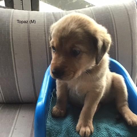 Enlarge Topaz, a Adoptable mixed breed in Calgary, AB image 4/6