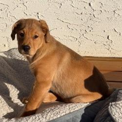 Enlarge Topaz, a Adoptable mixed breed in Calgary, AB image 5/6