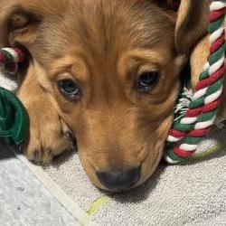 Enlarge Topaz, a Adoptable mixed breed in Calgary, AB image 6/6