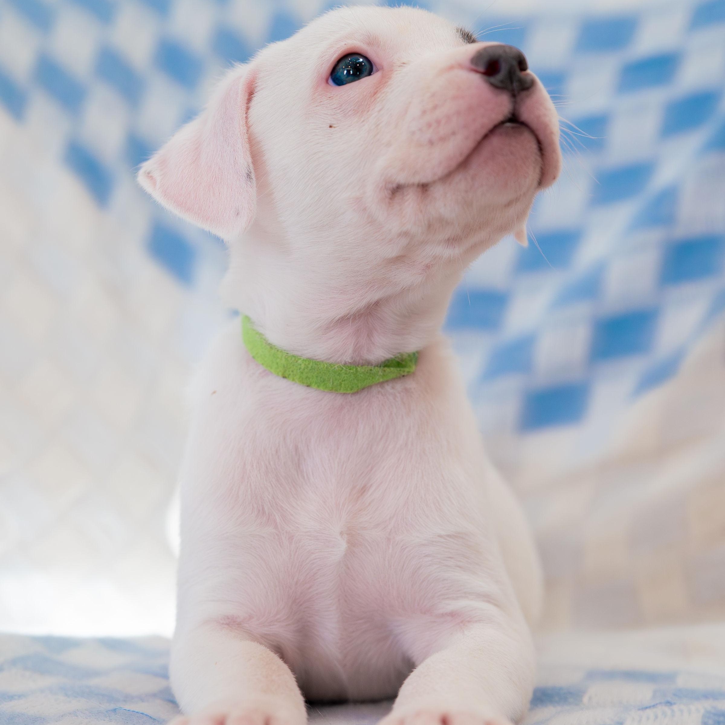 Enlarge Astonish, a ADOPTABLE mixed breed in Rock Hill, SC image 2/4