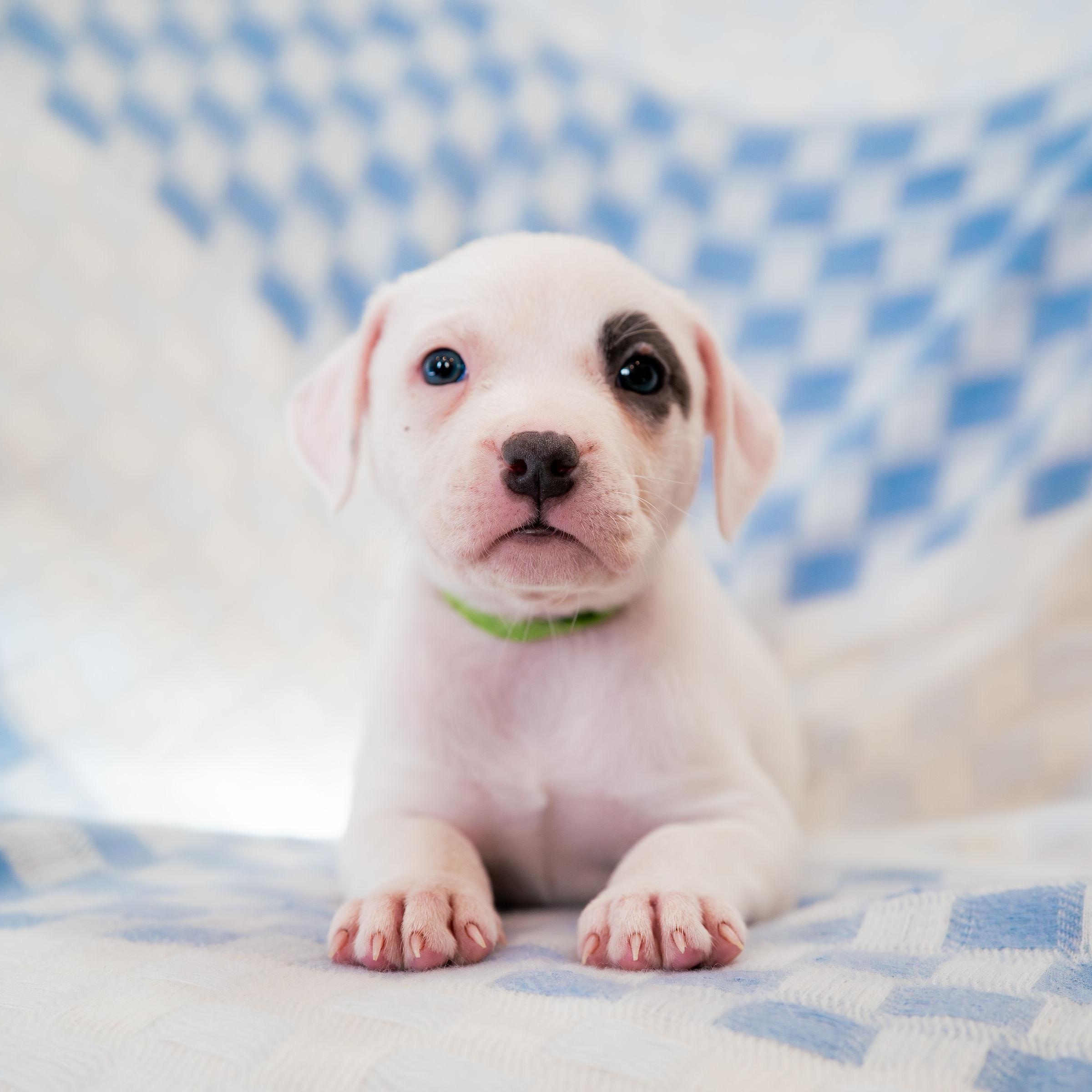 Enlarge Astonish, a ADOPTABLE mixed breed in Rock Hill, SC image 4/4