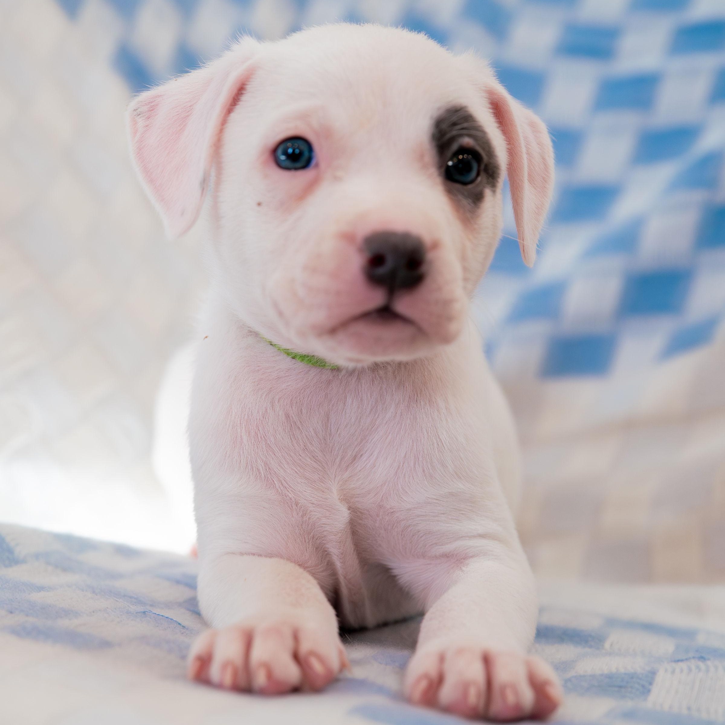 Astonish, ADOPTABLE, Puppy Female German Shorthaired Pointer.
