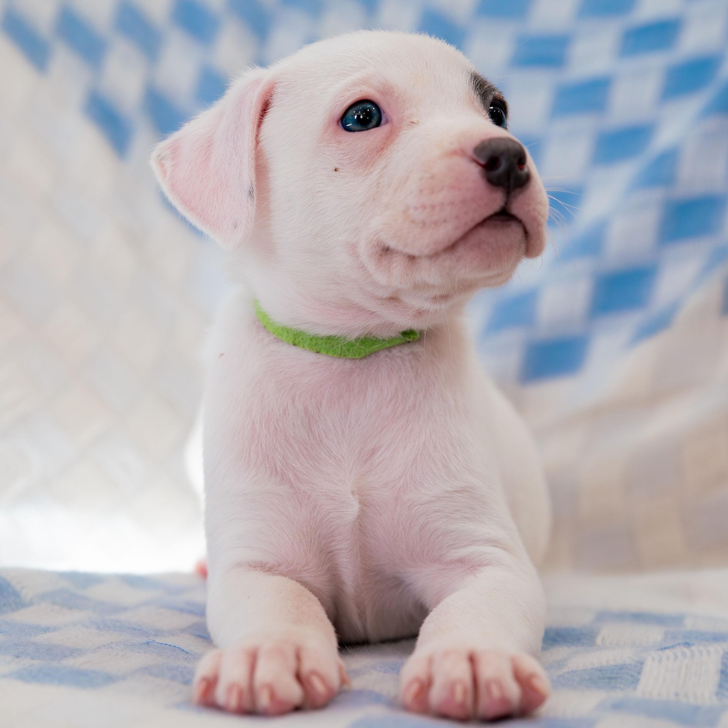 Enlarge Astonish, a ADOPTABLE mixed breed in Rock Hill, SC image 3/4