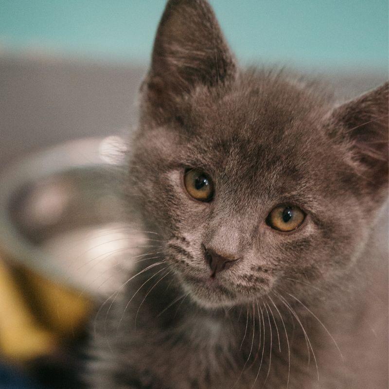 Sunny, an adopted mixed breed in Jackson, WY image 3/4