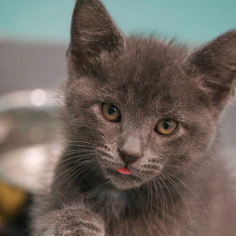 Sunny, an adopted mixed breed in Jackson, WY image 4/4