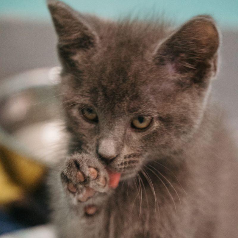 Sunny, adopted, Kitten Male Domestic Short Hair.