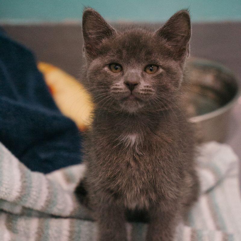 Sunny, an adopted mixed breed in Jackson, WY image 2/4