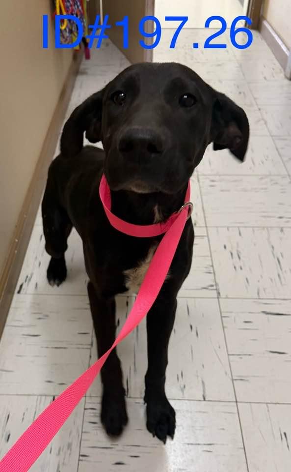 Enlarge #197.26, an adopted Black Labrador Retriever in Kerrville, TX image 1/1