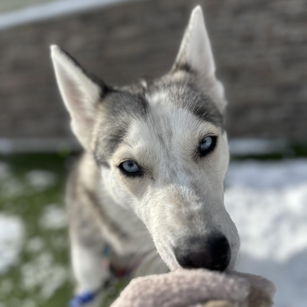 Enlarge Aurora, a Adoptable mixed breed in Washington Township, OH image 1/6