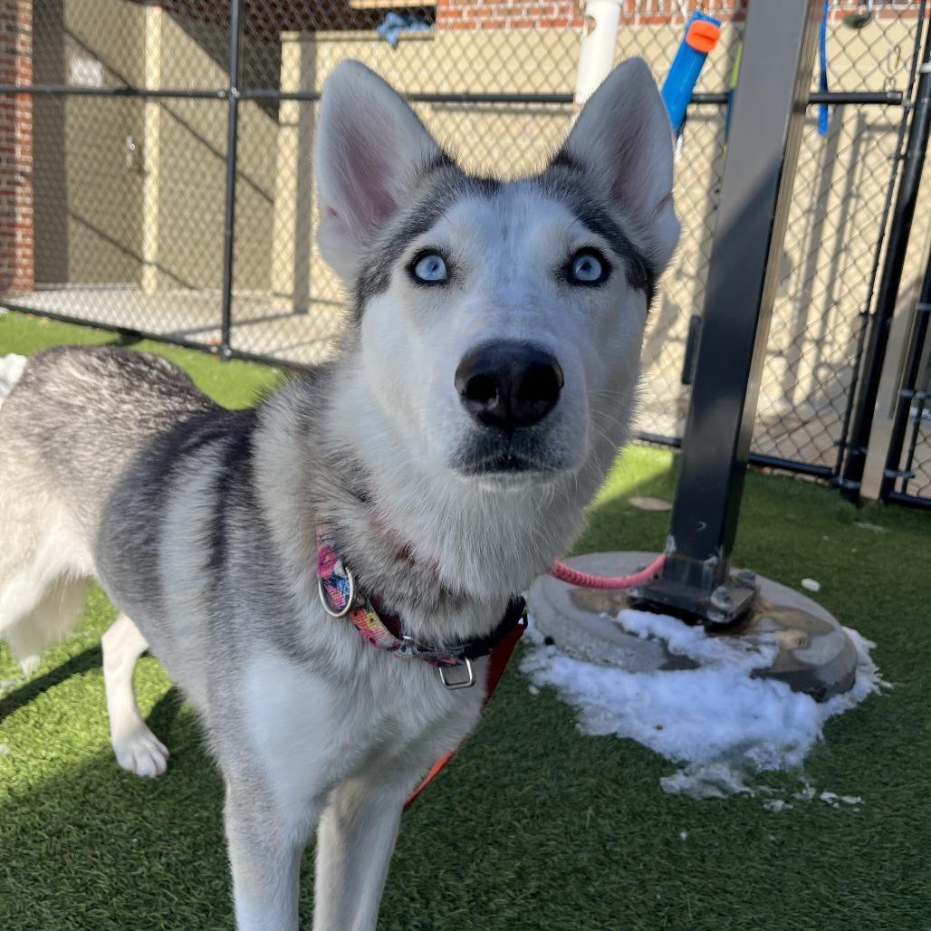 Enlarge Aurora, a Adoptable mixed breed in Washington Township, OH image 2/6