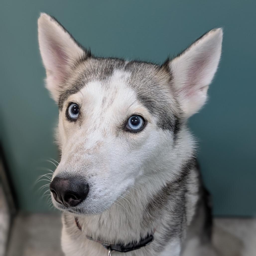 Enlarge Aurora, a Adoptable mixed breed in Washington Township, OH image 3/6