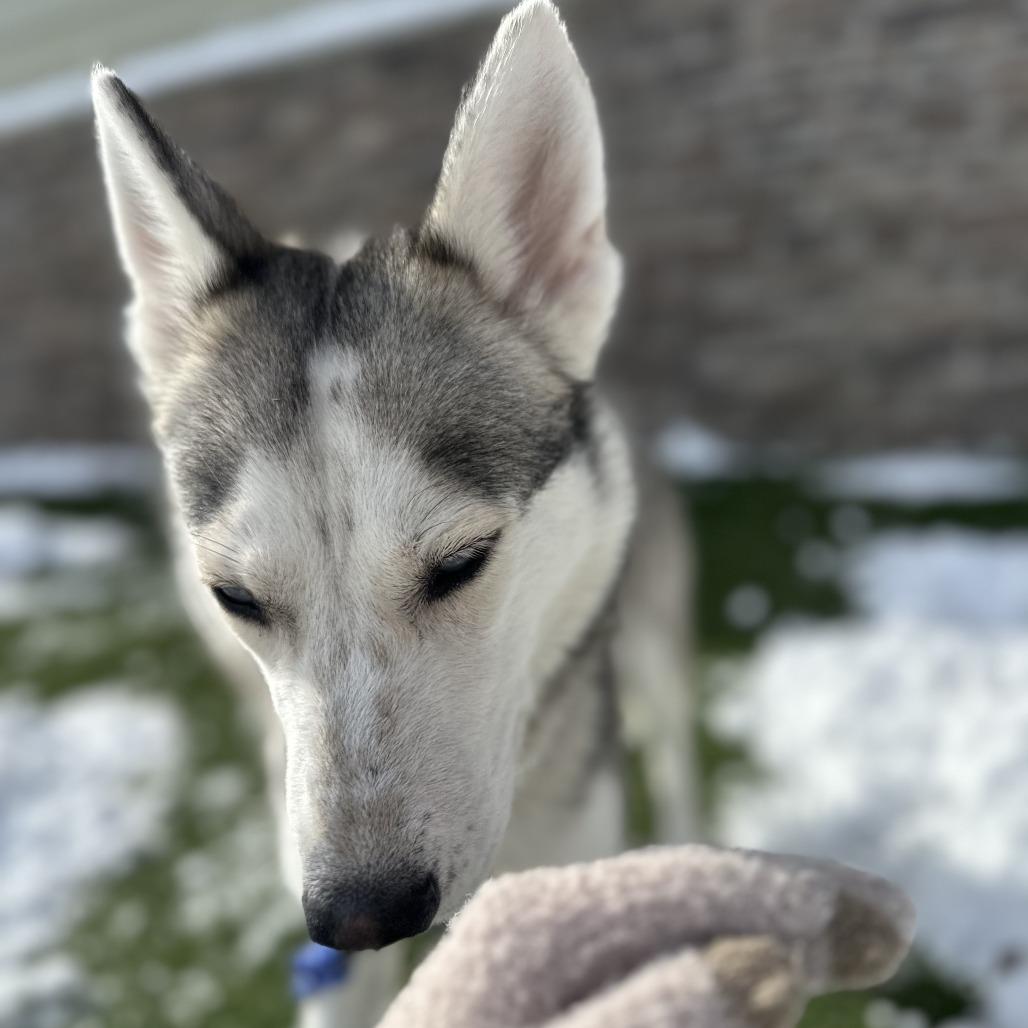 Enlarge Aurora, a Adoptable mixed breed in Washington Township, OH image 4/6